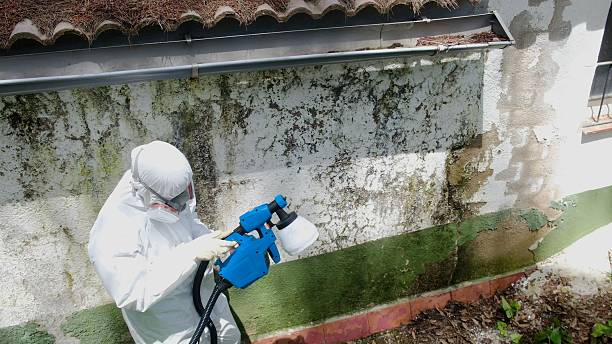 Trusted Mold Remediation service in Phoenix, AZ - Cheap Mold Removal